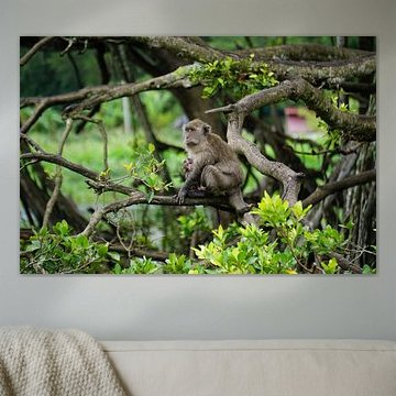 L'amour maternel dans la jungle : une scène touchante d'un macaque-lion avec son bébé, concentré et attentif.