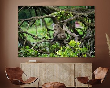 Mother's Love in the Jungle: A touching scene of a Lion Macaque with her baby, focused and watchful. by Sharon Steen Redeker