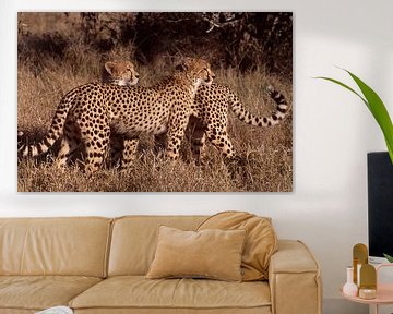 Gepard in Botswana, südliches Afrika von Paul van Gaalen, natuurfotograaf