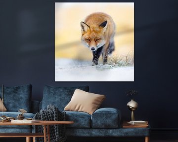 fox in the snow by Pim Leijen