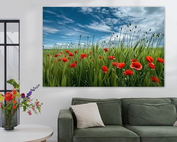 Veld met wilde bloemen