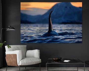 Schwertwal mit riesiger Rückenflosse in den norwegischen Fjorden von Koen Hoekemeijer