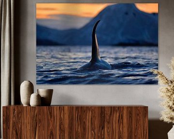 Indrukwekkende orca met enorme rugvin in de Noorse fjorden  van Koen Hoekemeijer