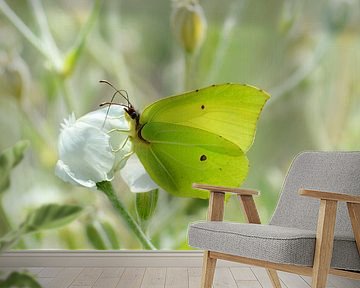 butterfly brimstone in the garden by Violetta Honkisz