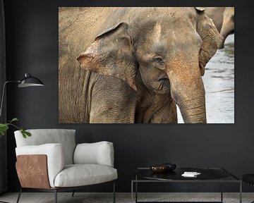 Elefant in Großaufnahme von Frans van Huizen