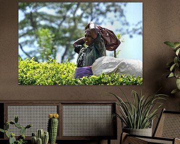 Tea picker at work in Sri Lanka by Frans van Huizen