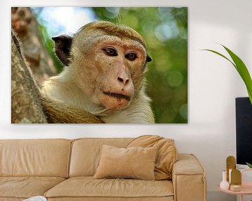 Close up van een aap in Sri Lanka van Frans van Huizen