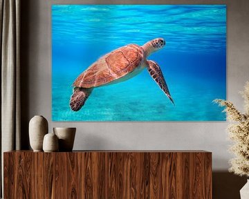 Swimming sea turtle in clear blue sea.