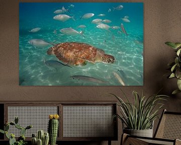 A sea turtle among other fish in the sea near Curacao.