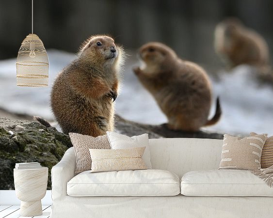 Aperçu de la chambre