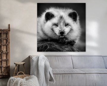 Portrait en noir et blanc d'un renard arctique sur Chihong