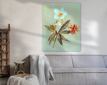 Helleborus Niger met oranje stampers van Claudia Gründler