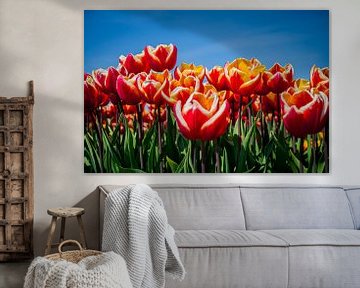 gros plan de tulipes rouges avec des éléments orange et blancs sur Daphne Plaizier