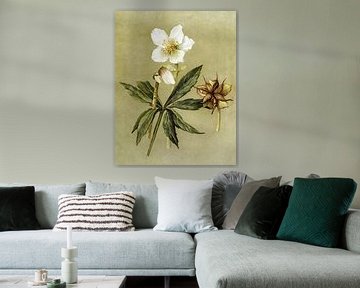 Helleborus Niger Antiek