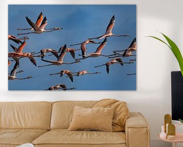 Caribische Flamingo's van Lex van Doorn