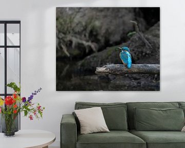 Kingfisher by Remco Kraaijeveld