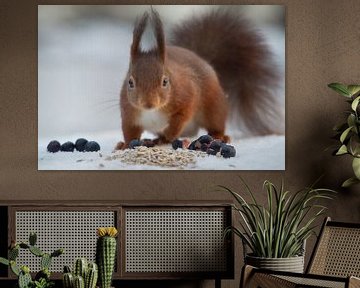 Eichhörnchen von Rob vlierd van de