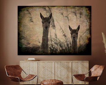 Two vicuña's (llama vicugna) by Chihong