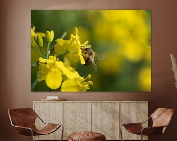 Bee on oilseed rape by Ulrike Leone