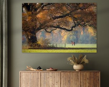 Oak in autumn colours by Thijs Friederich