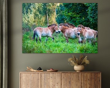 Wilde Przewalskipaarden (Equus ferus przewalskii) van Lieuwe J. Zander