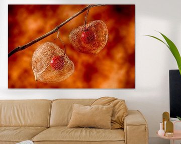 Physalis (fond fier) sur Orangefield-images