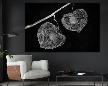 Physalis (black-and-white) von Orangefield-images