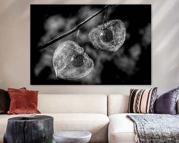 Physalis (black-and-white, distressed) sur Orangefield-images