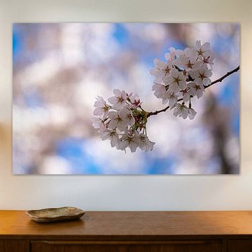 Le printemps ! fleurs du cerisier