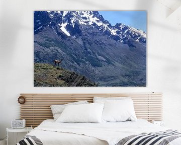 Chilenisches Patagonien, Torres del Paine, Guanaco von Paul van Gaalen, natuurfotograaf