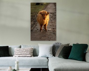 Schotse hooglander kalf grappig van KB Design & Photography (Karen Brouwer)