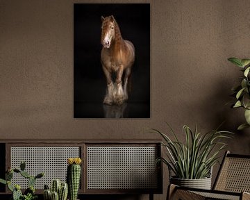 Cheval avec chaussettes | photographie de cheval | cheval de trait sur Laura Dijkslag