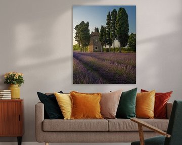 Lavendelveld, cipressen en kerk. Bolgheri
