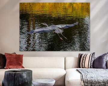 Blaureiher im Flug