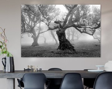 Baummagier (schwarz-weiss) von Orangefield-images