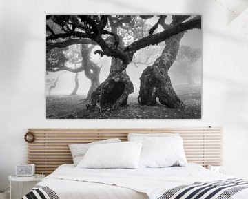 Forêt des fées (noir et blanc) sur Orangefield-images