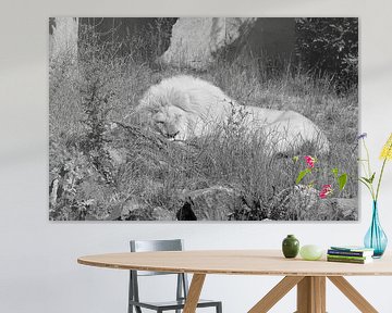Witte leeuw in zwart wit van Jose Lok