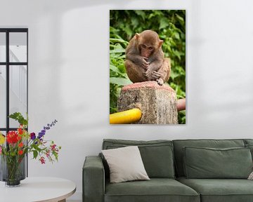Jonge makaak van Adri Vollenhouw