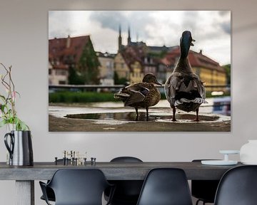 Enten in Klein Venedig Bamberg von Luis Emilio Villegas Amador