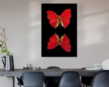 Een exotische vlinder van Roland Brack