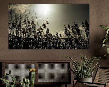 Schilf unter der Wintersonne