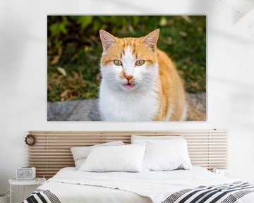 Street cat in Istanbul by Luis Emilio Villegas Amador