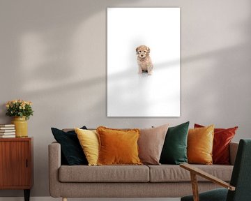 Portrait Labradoodle puppy on white background by Ellen Van Loon