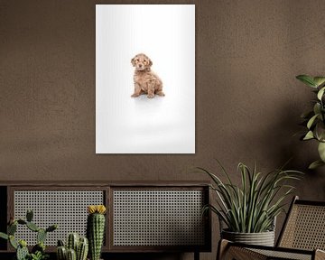 Portrait Labradoodle Welpe Hund von Ellen Van Loon