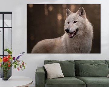 portret van een witte wolf tijdens zonsondergang van Laura Dijkslag