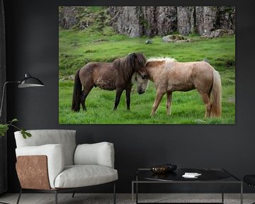 Icelandic horses von Ab Wubben