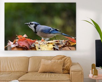 Een blauwe gaai in de herfst van Claude Laprise