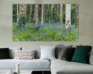 Blue blossoms of woodland hyacinths by Hilda Weges