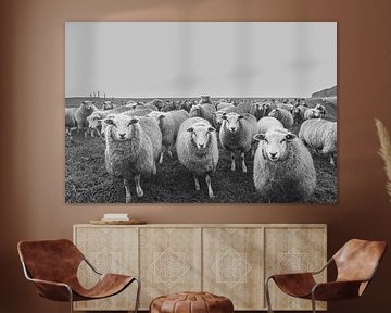 moutons sur la digue, noir et blanc, moutons sur M. B. fotografie