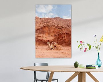 Camel in the Wadi Rum desert, Jordan | Travel Photography by Jules Captures - Photography by Julia Vermeulen